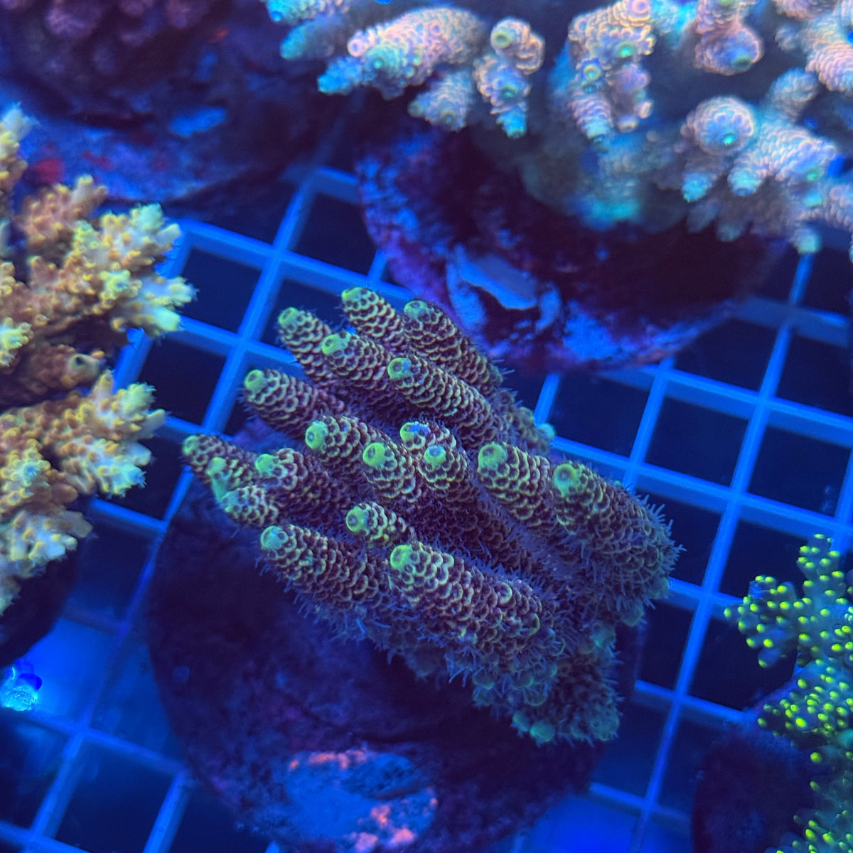 Acro Colony F10 colony