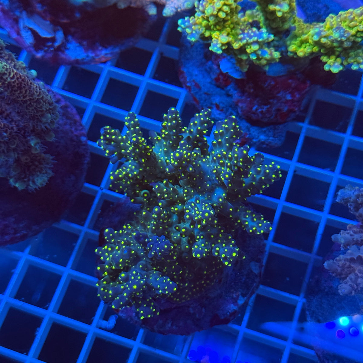 Acro Colony F11 colony
