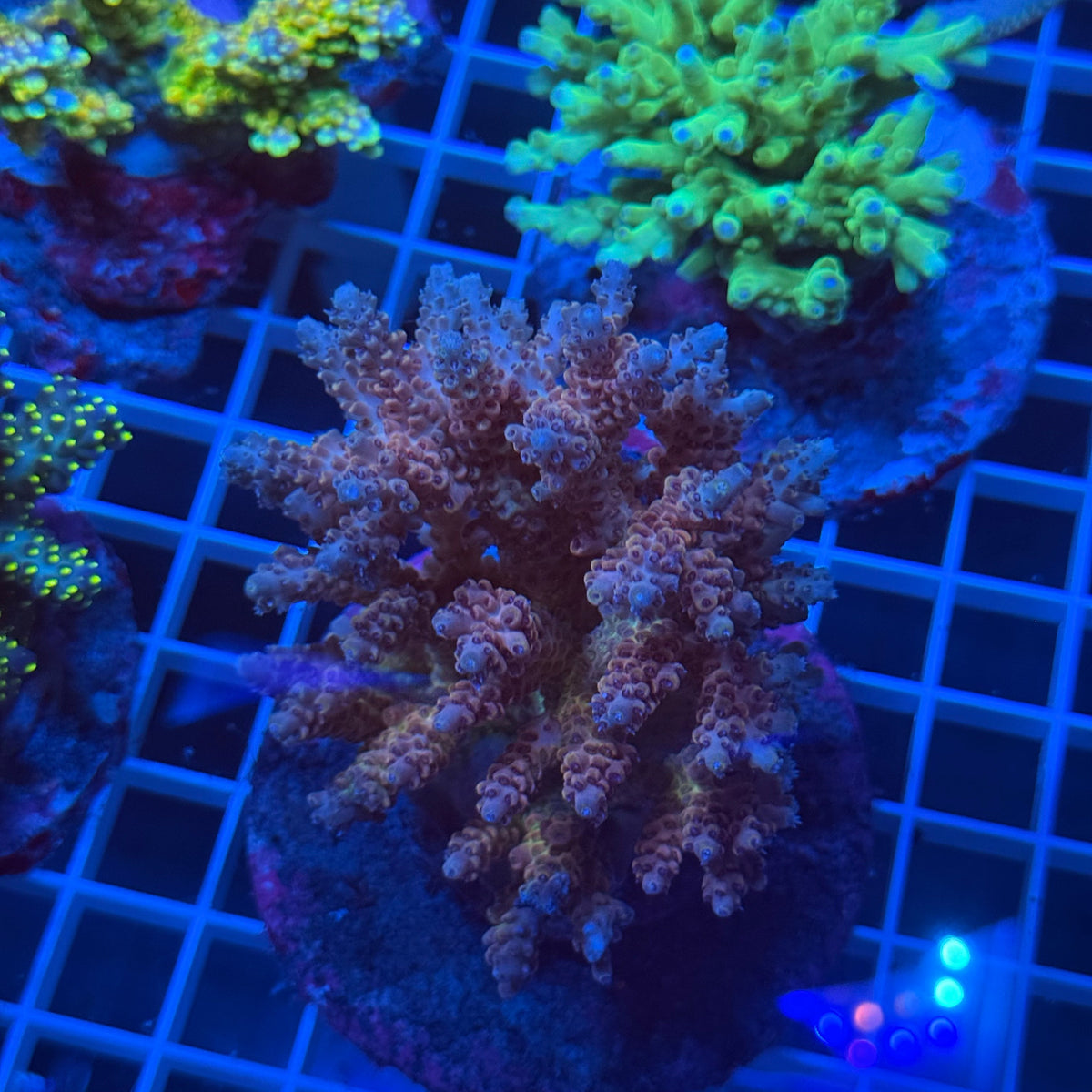 Acro Colony F12 colony
