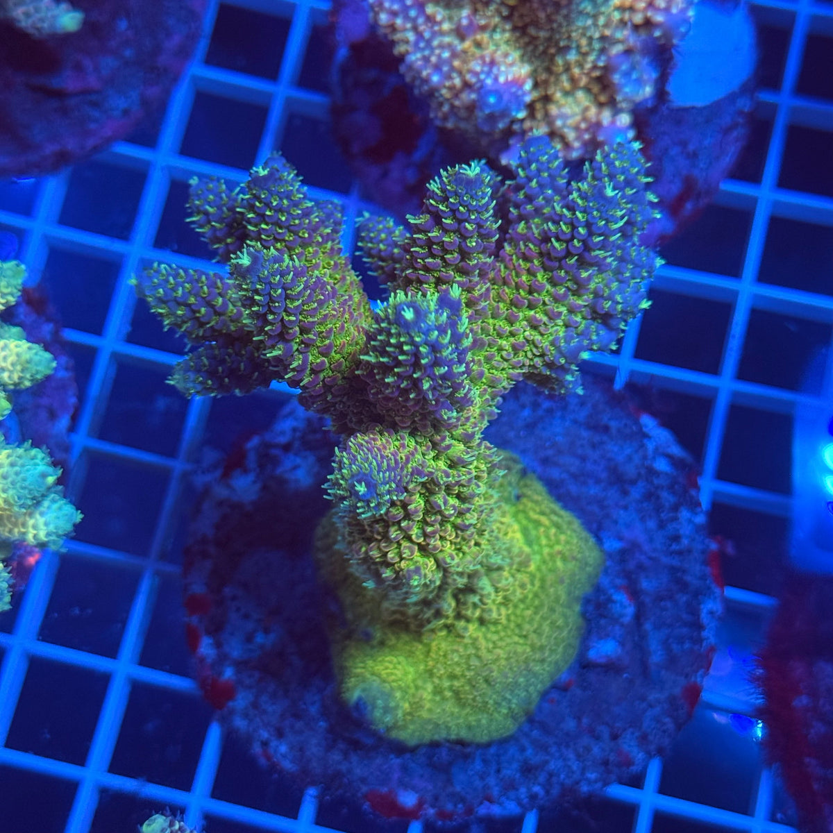 Acro Colony F2 colony