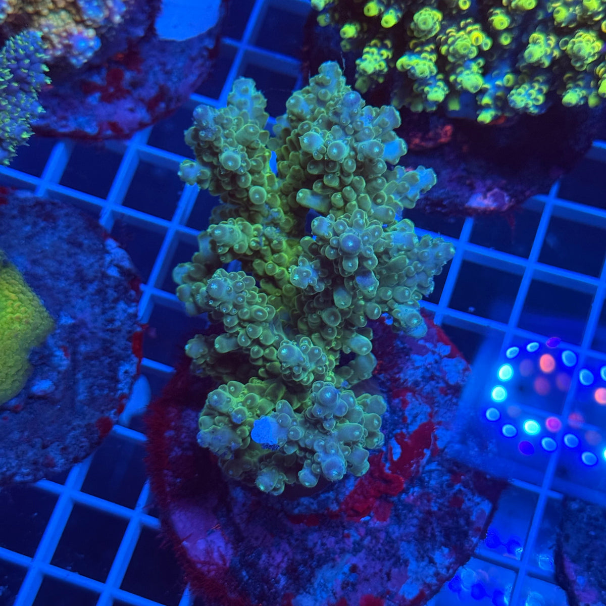 Acro Colony F3 colony