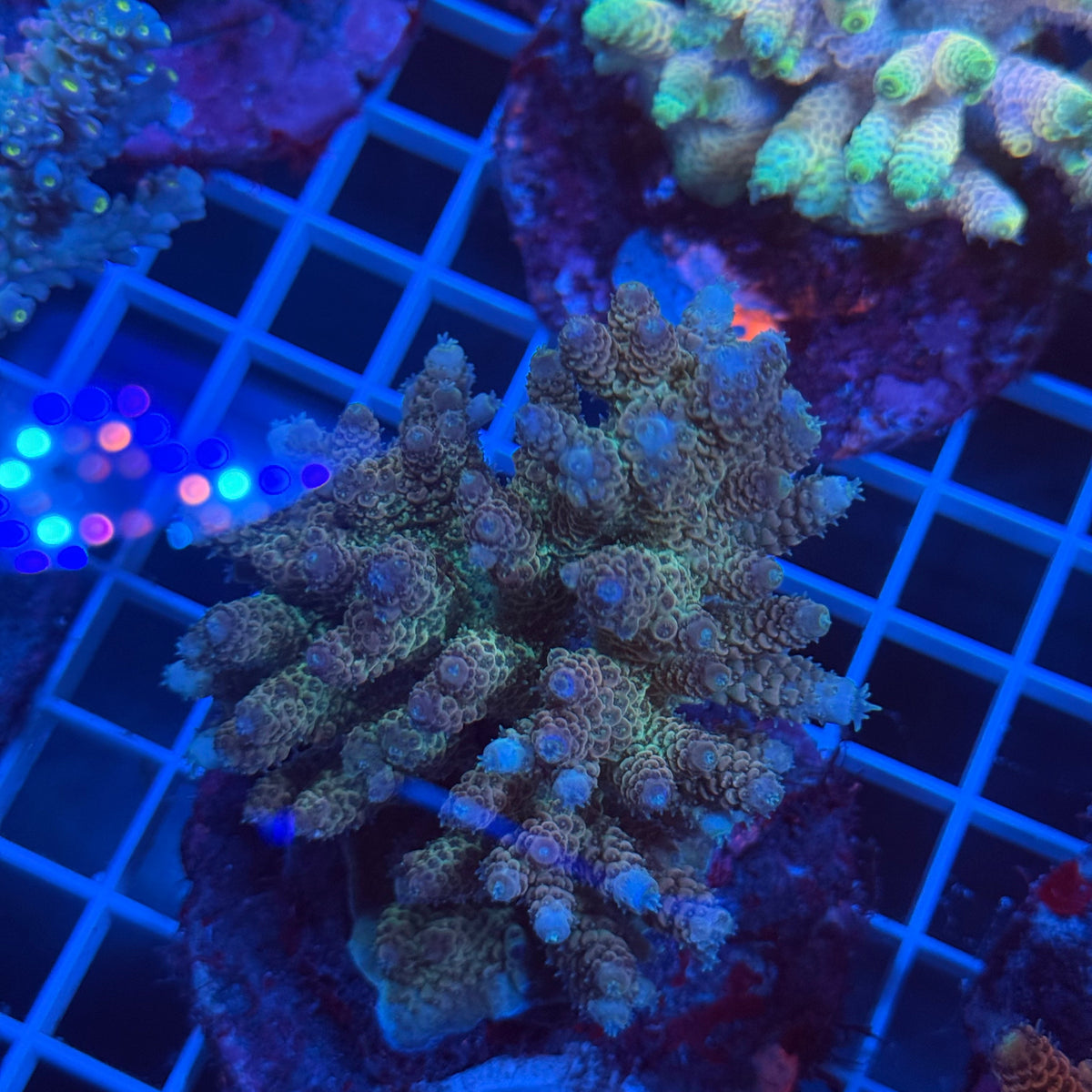 Acro Colony F6 colony