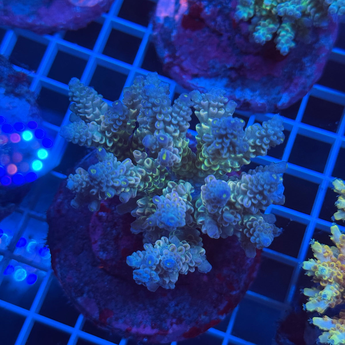 Acro Colony F8 colony