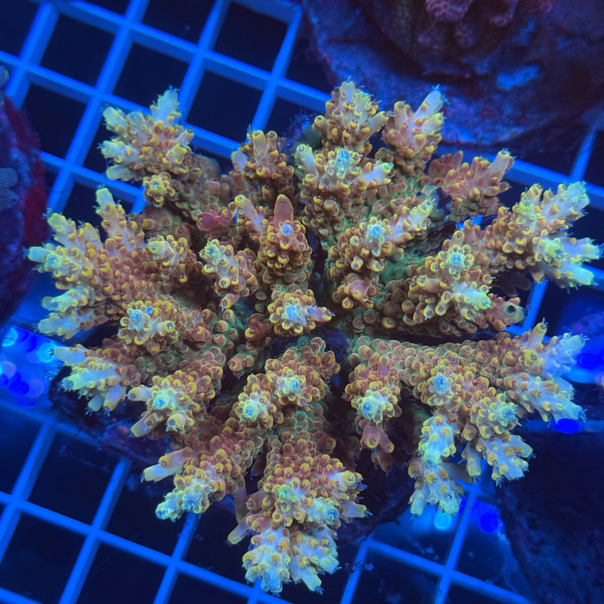 Acro Colony F9 colony