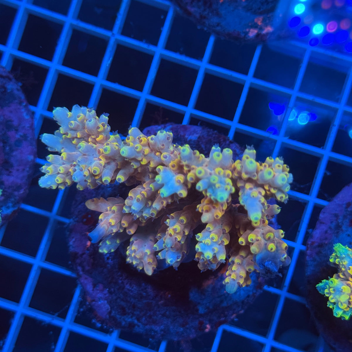 Acro Colony G10 colony