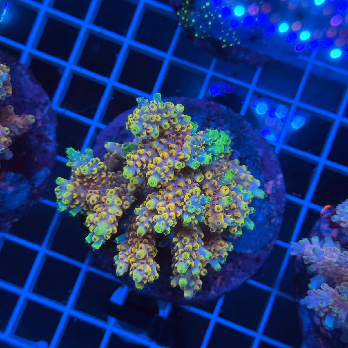 Acro Colony G11 colony