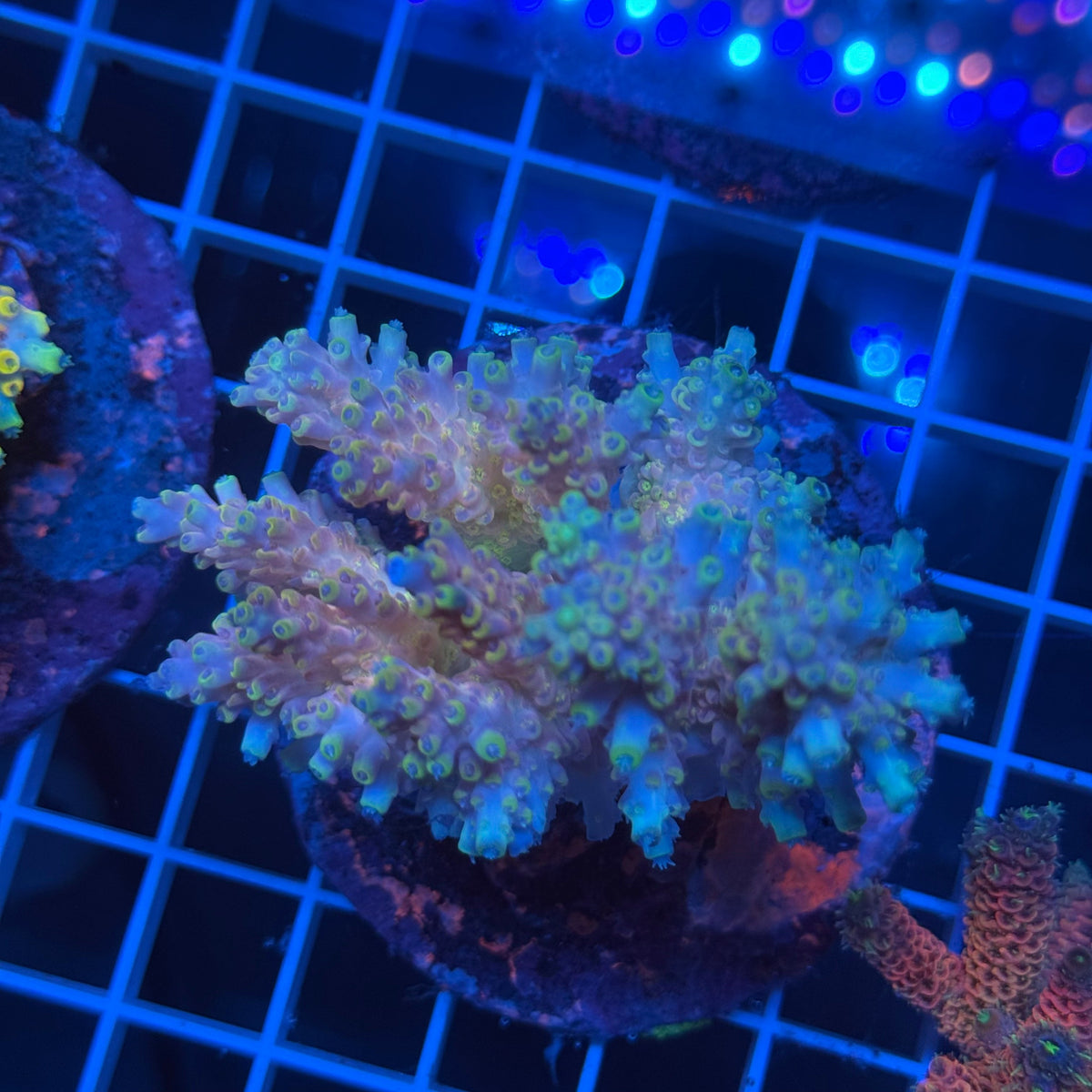 Acro Colony G12 colony