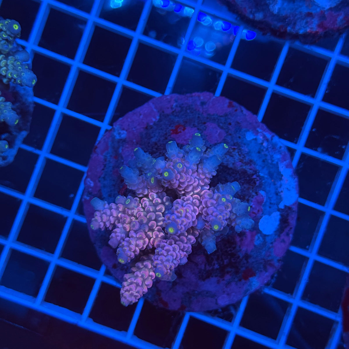 Acro Colony G6 colony