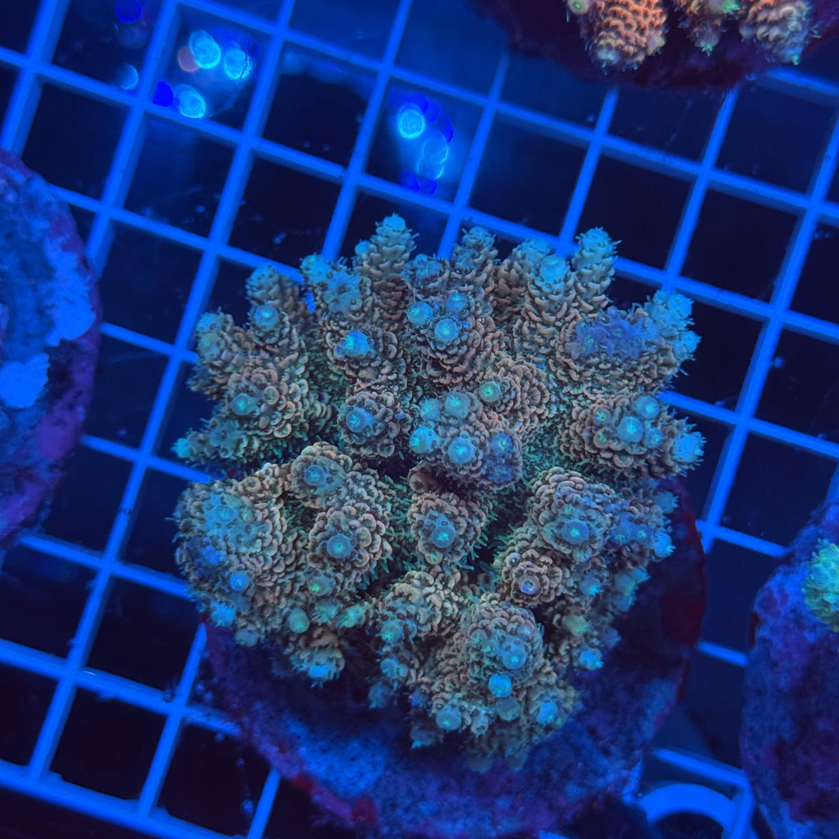 Acro Colony G7 colony