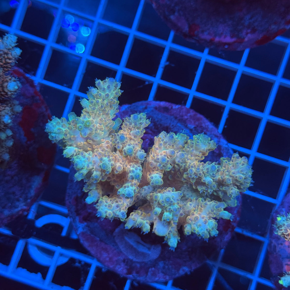 Acro Colony G8 colony