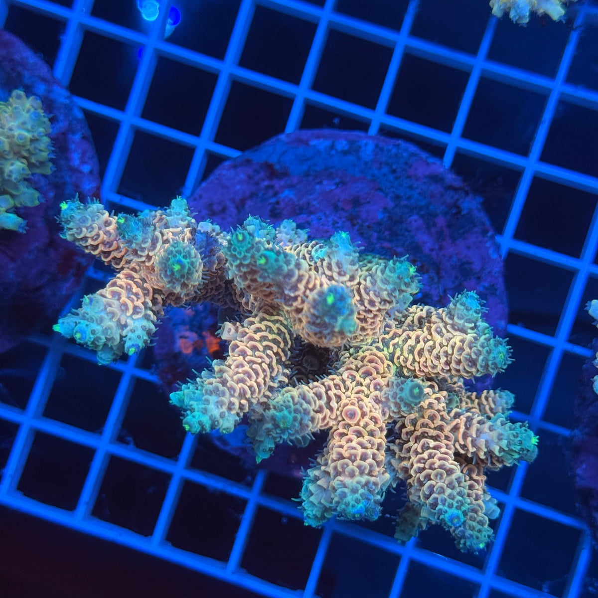 Acro Colony G9 colony