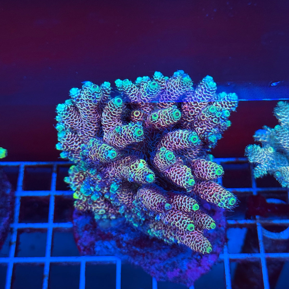 Acro Colony T3A10 colony