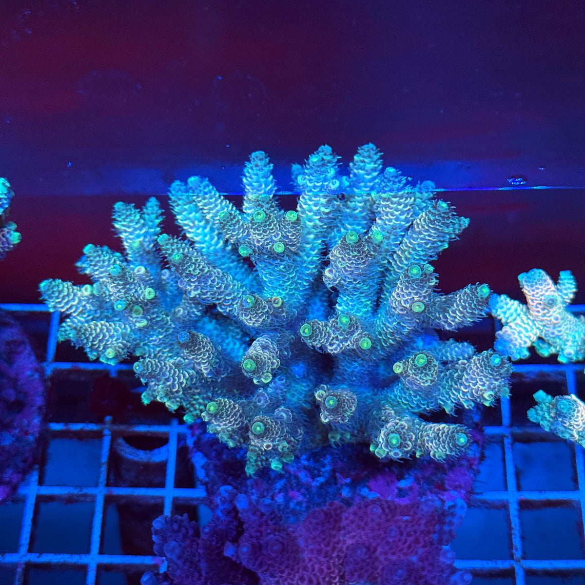 Acro Colony T3A11 colony