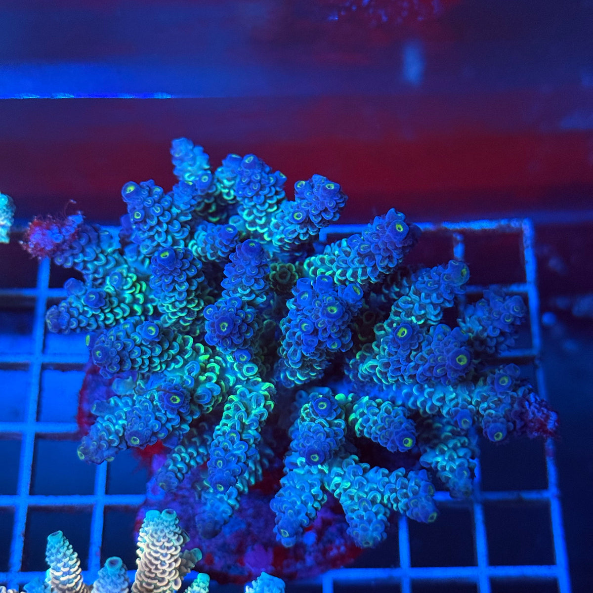 Acro Colony T3A13 colony
