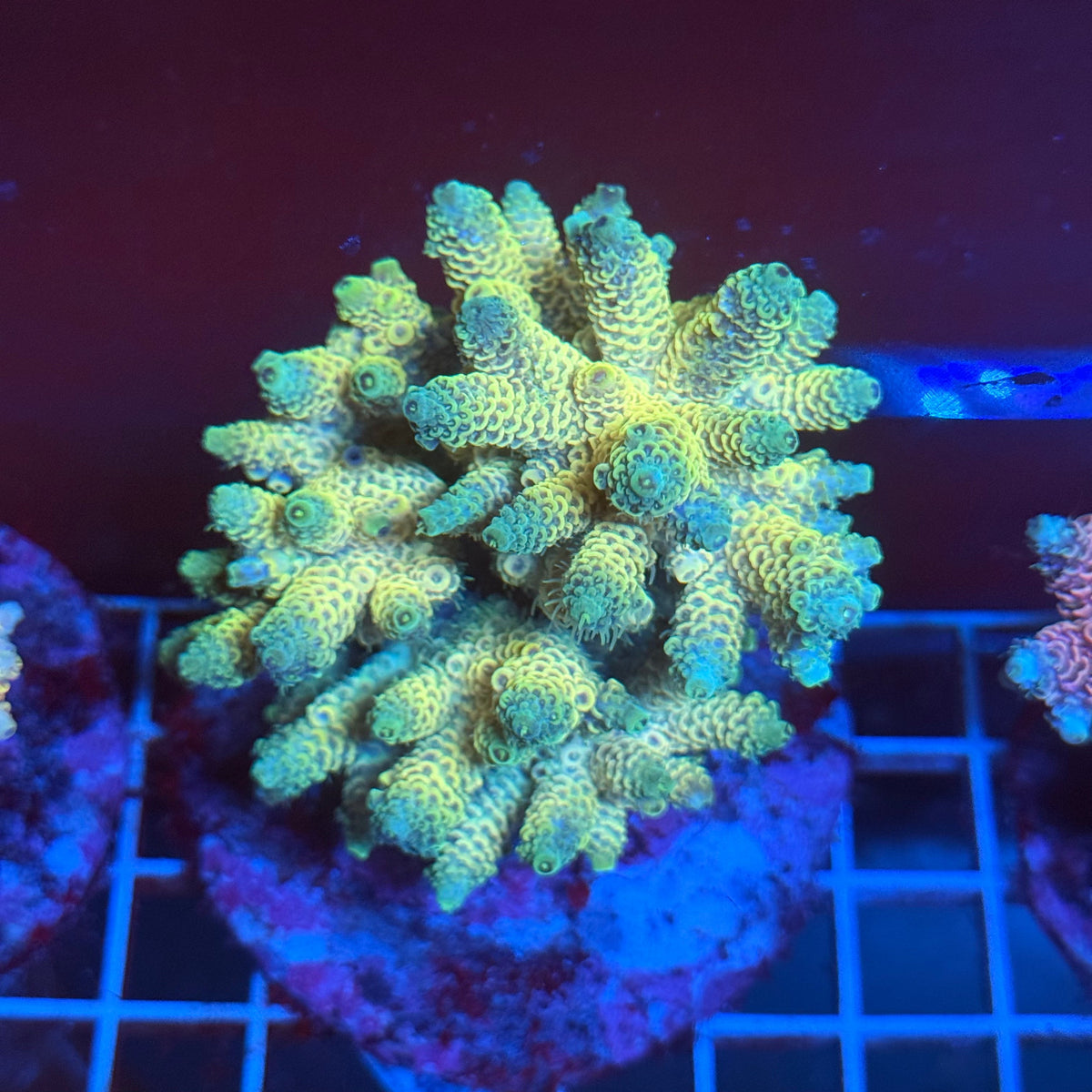 Acro Colony T3A2 colony