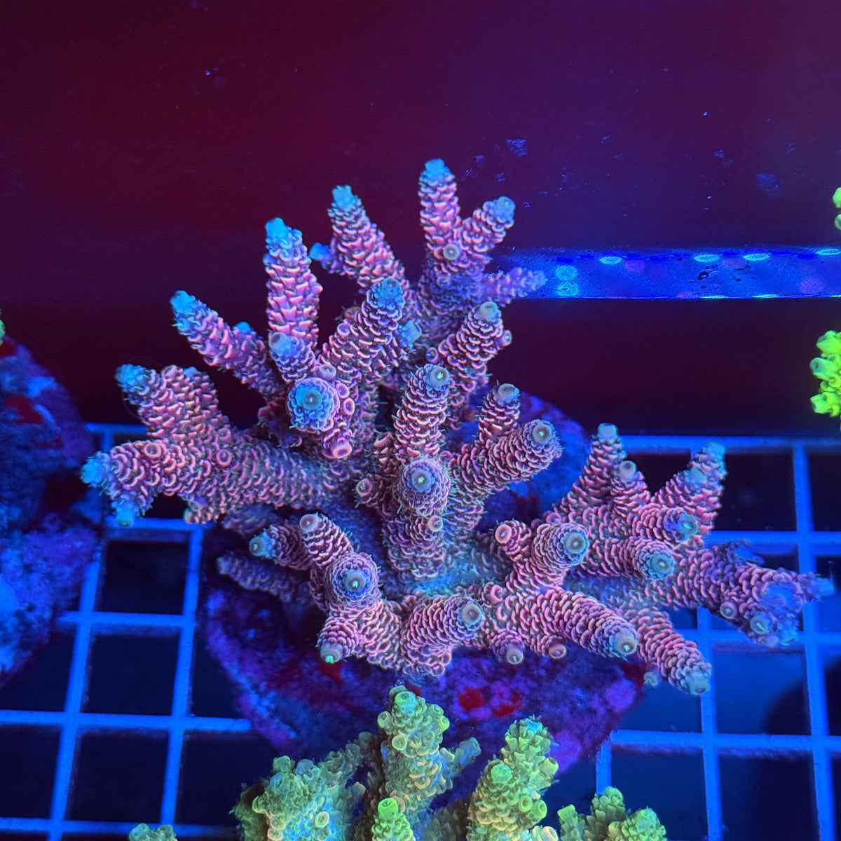 Acro Colony T3A3 colony