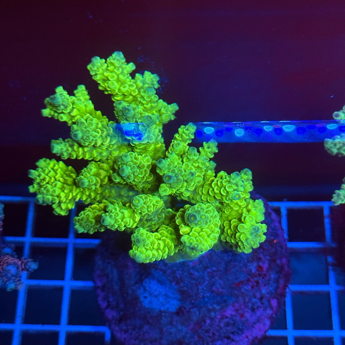 Acro Colony T3A4 colony