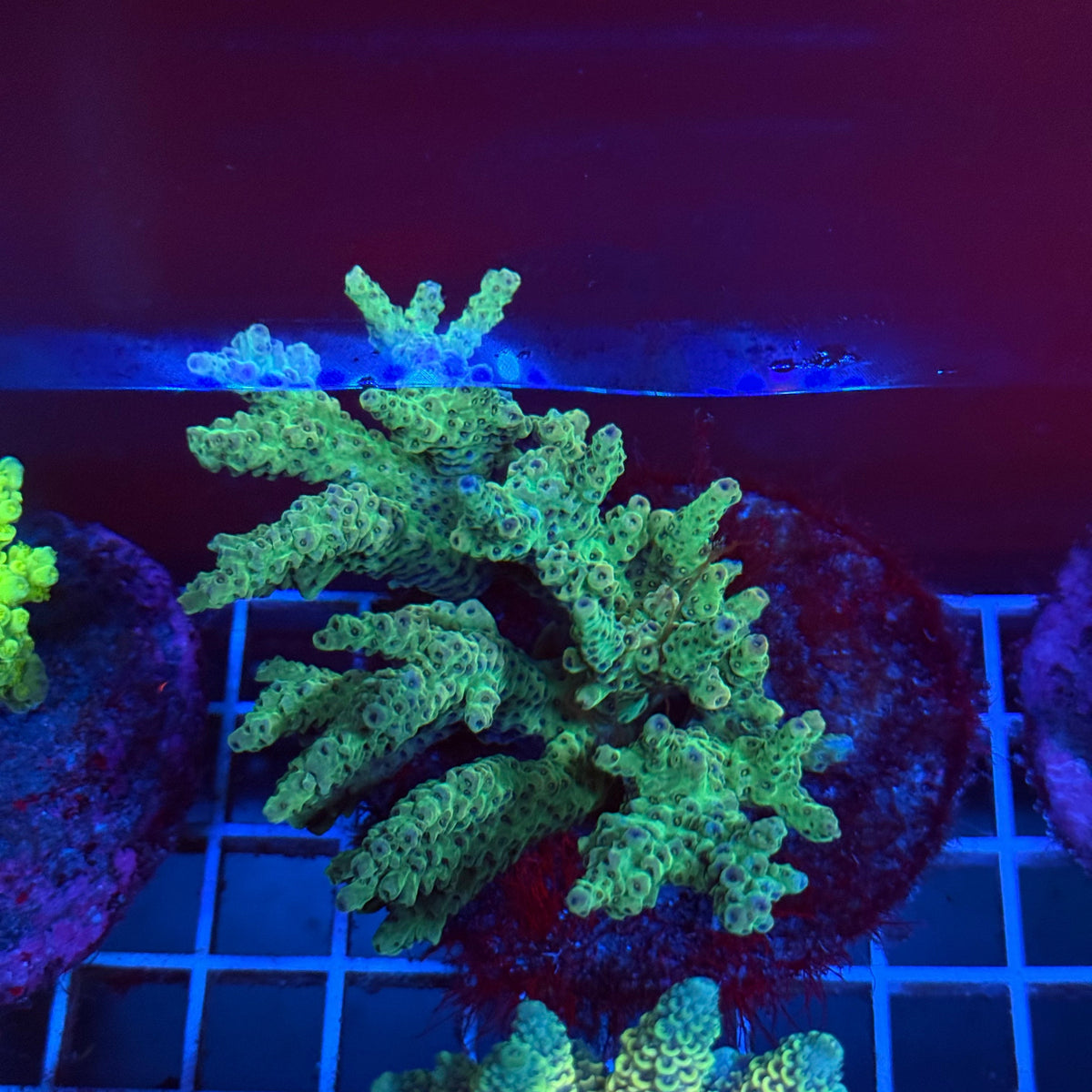 Acro Colony T3A5 colony