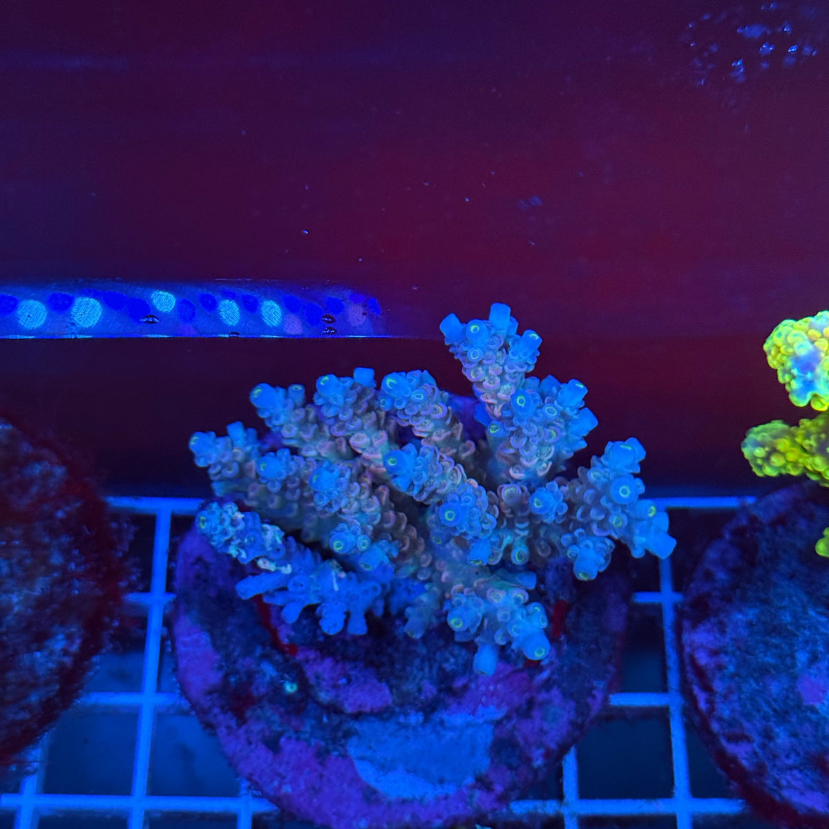 Acro Colony T3A6 colony