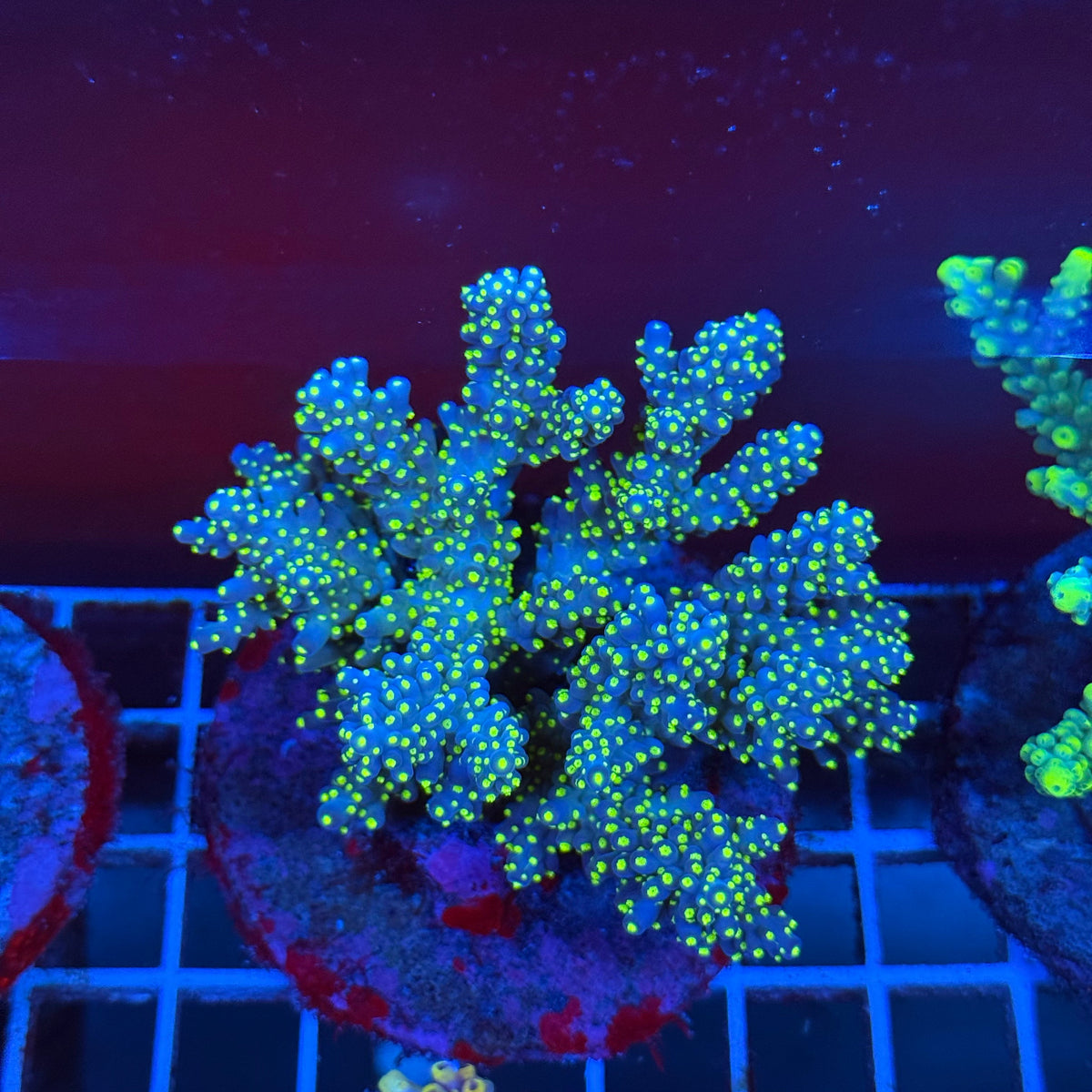 Acro Colony T3A8 colony
