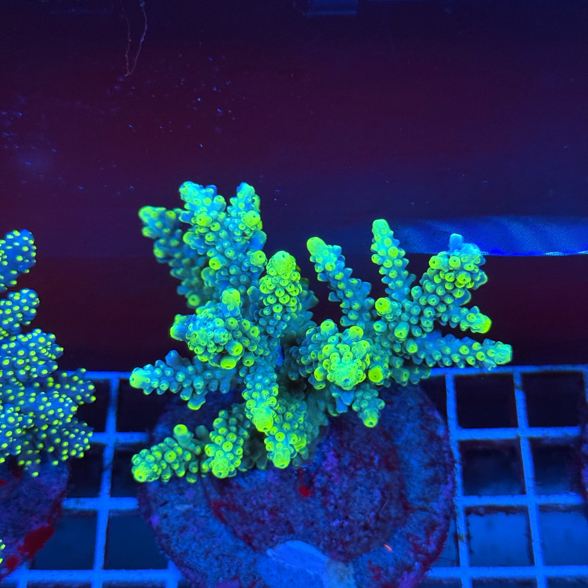 Acro Colony T3A9 colony