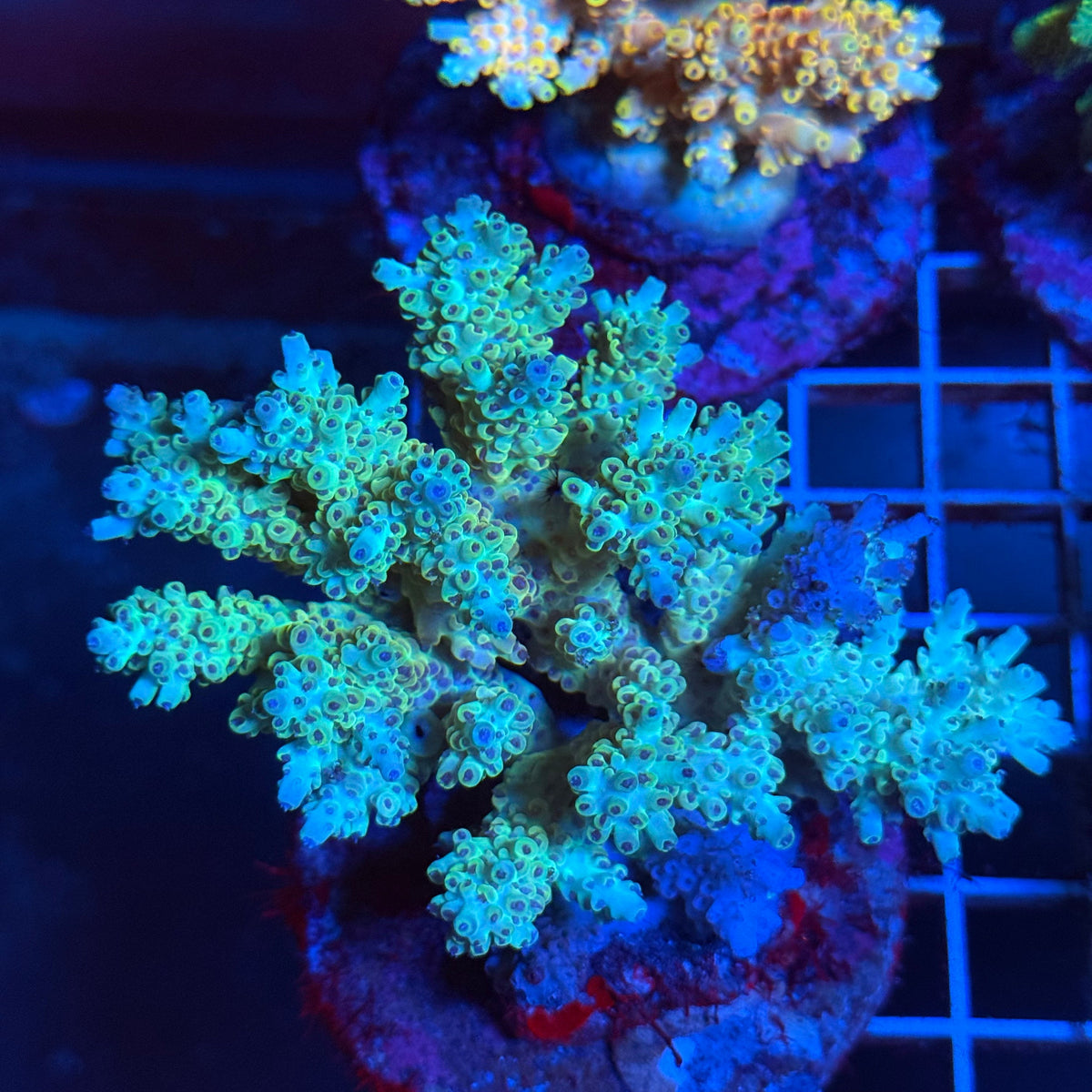 Acro Colony T3B1 colony