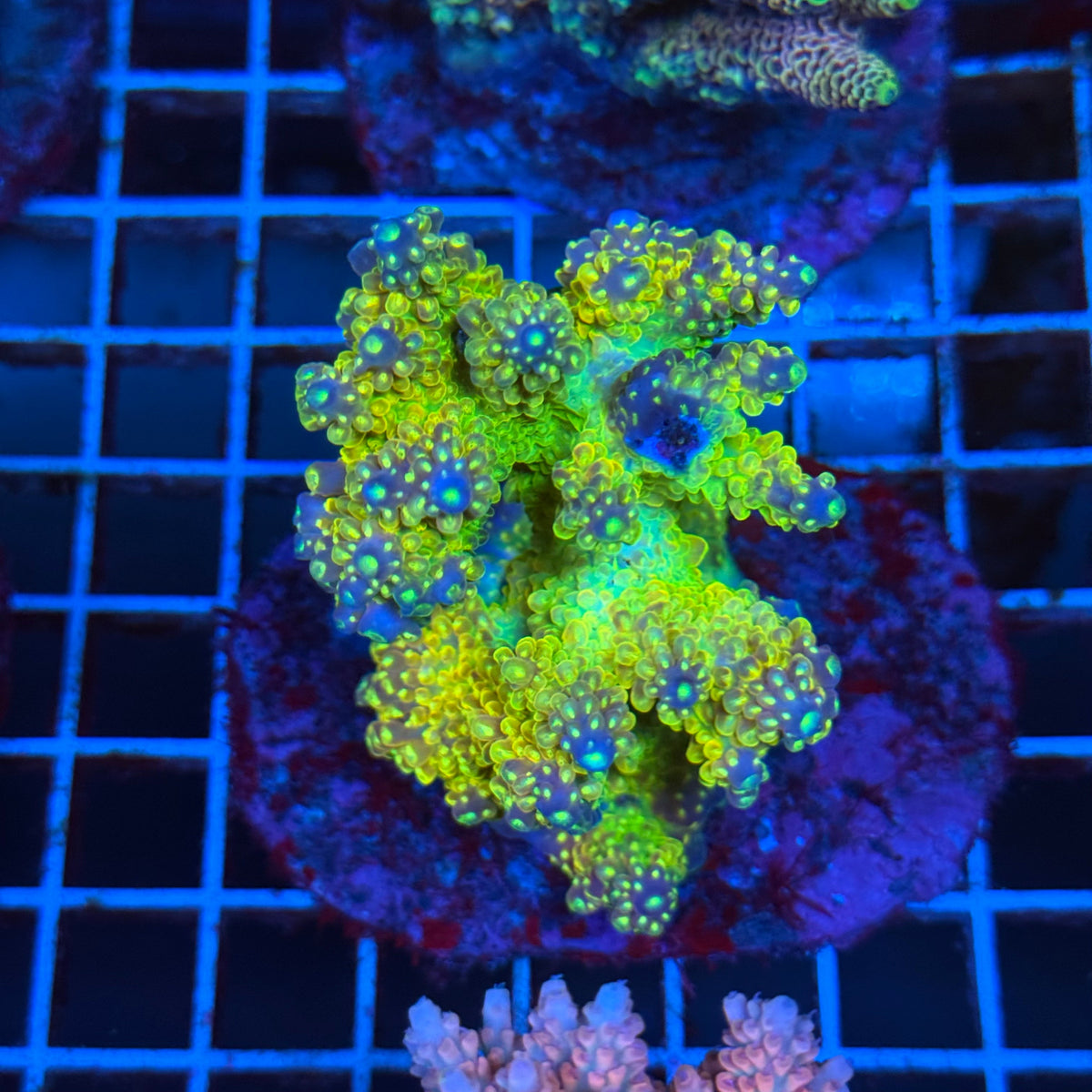 Acro Colony T3B10 colony