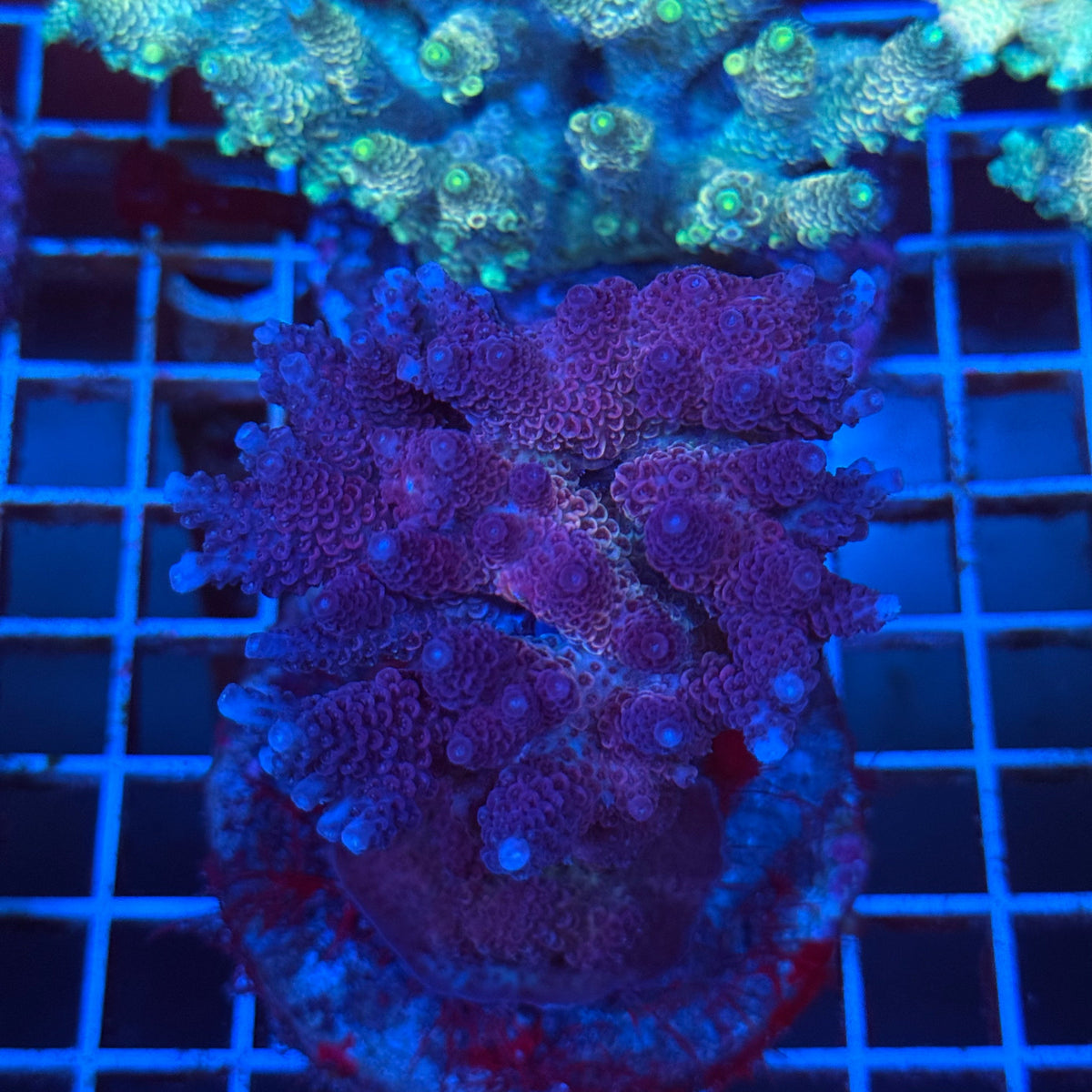 Acro Colony T3B11 colony