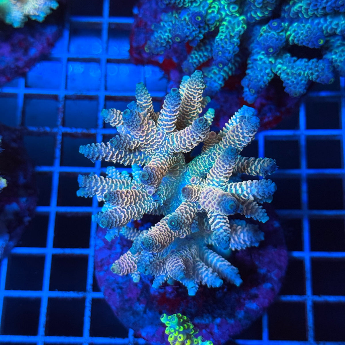 Acro Colony T3B13 colony