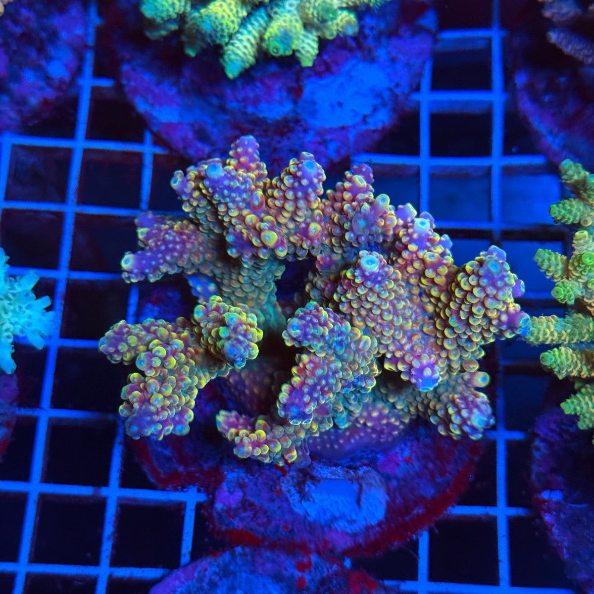 Acro Colony T3B2 colony