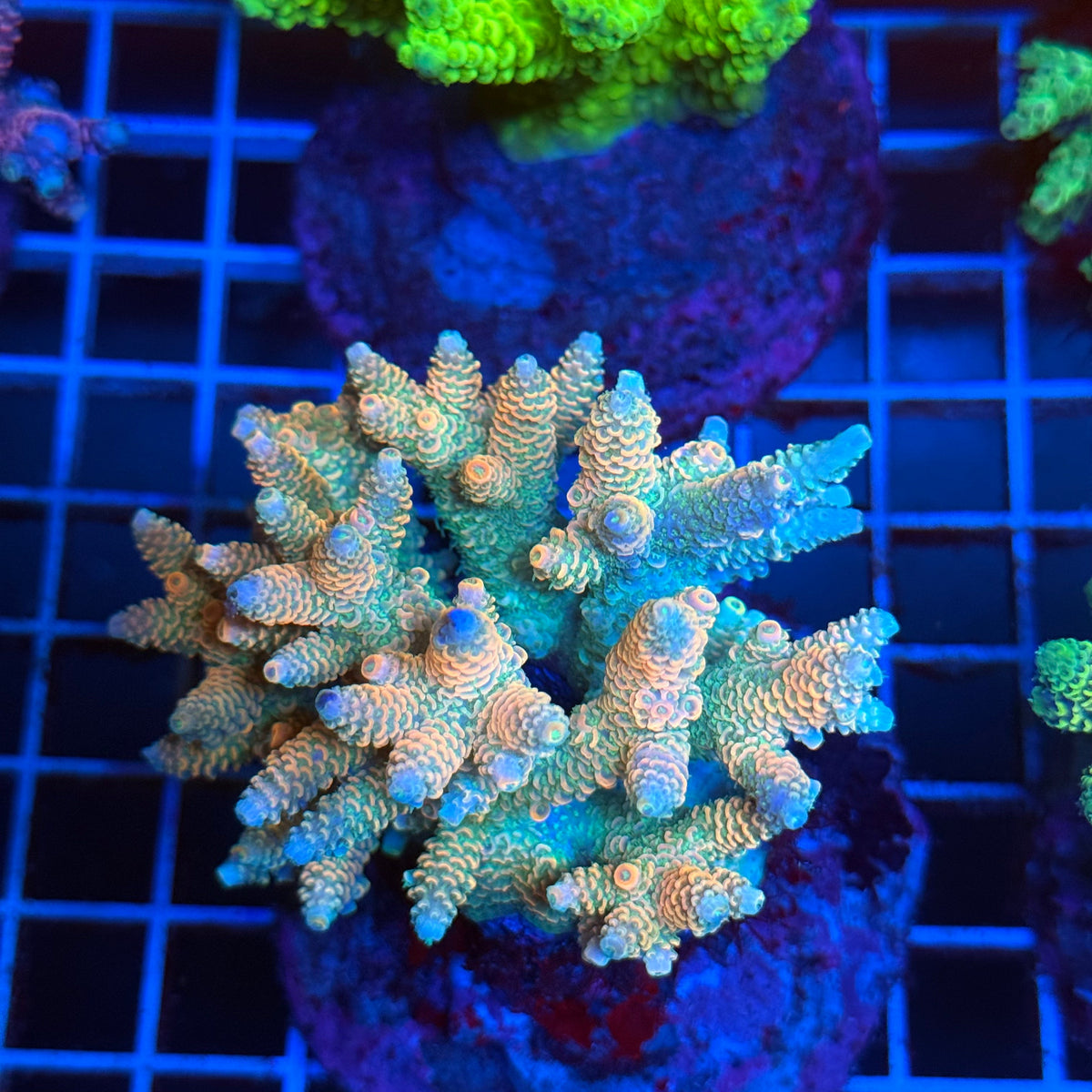 Acro Colony T3B4 colony