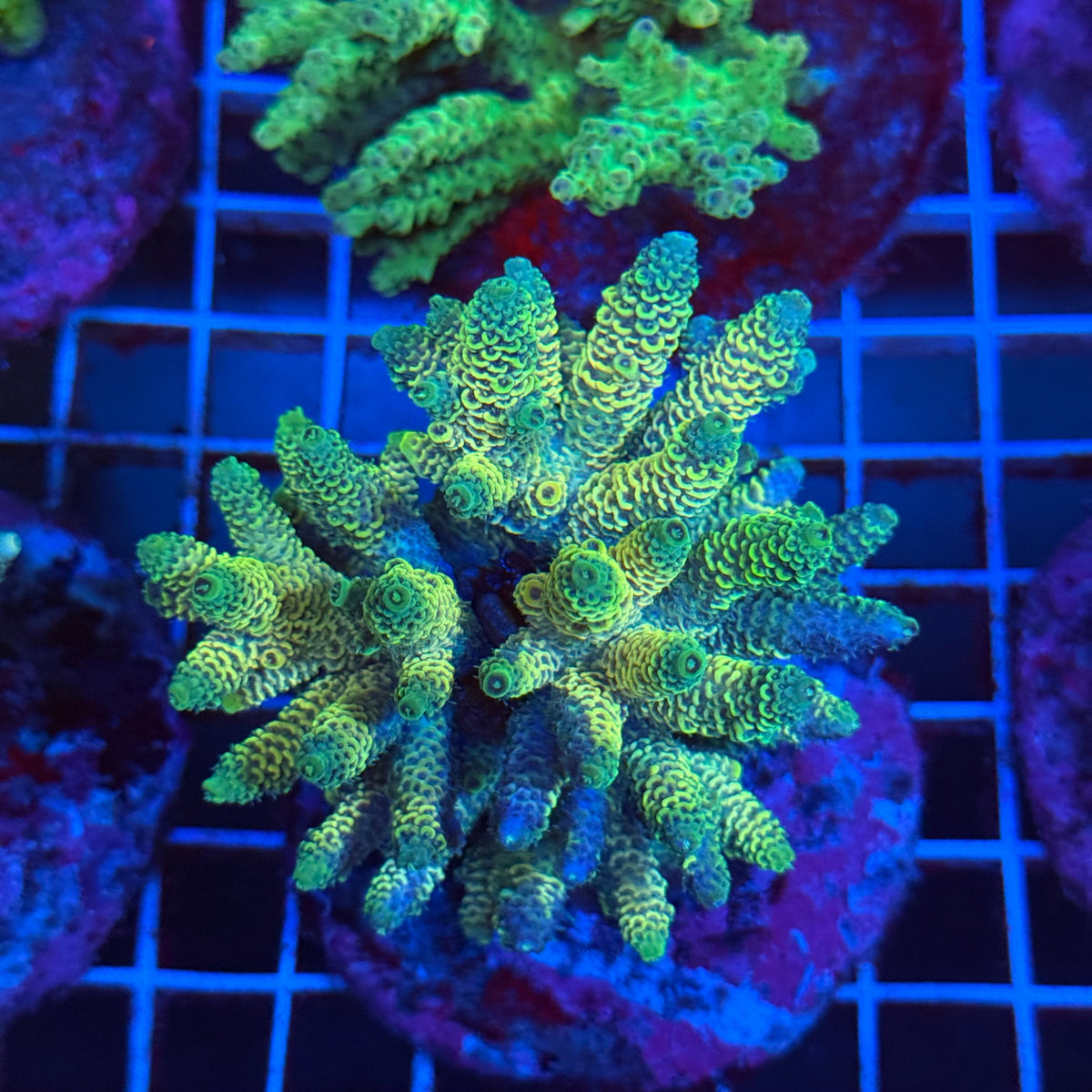 Acro Colony T3B5 colony