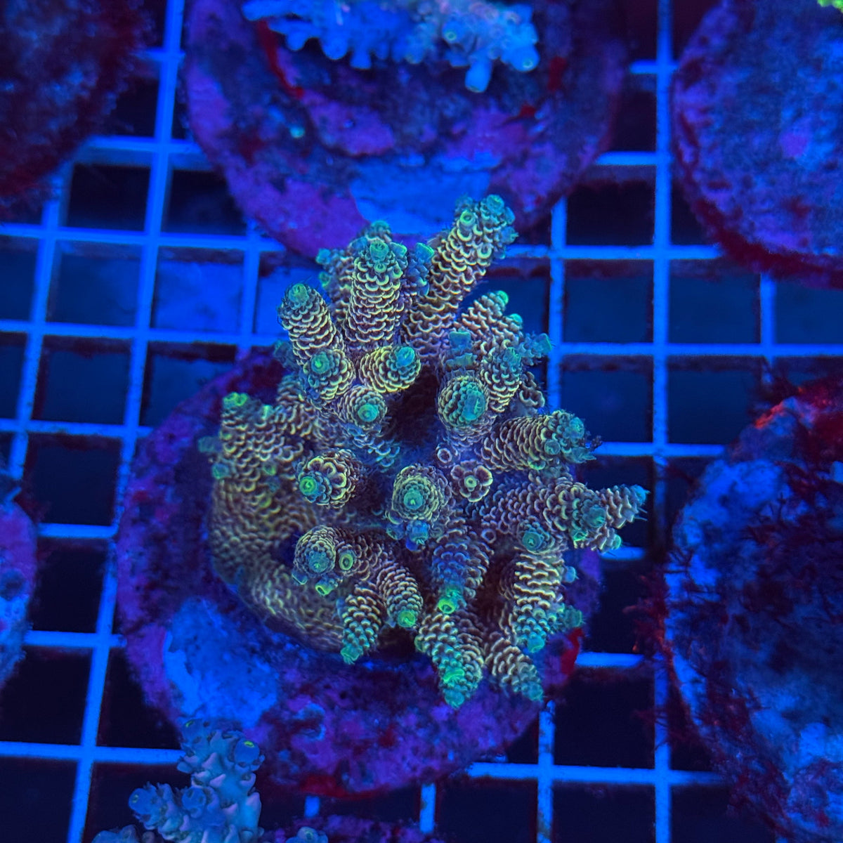 Acro Colony T3B6 colony