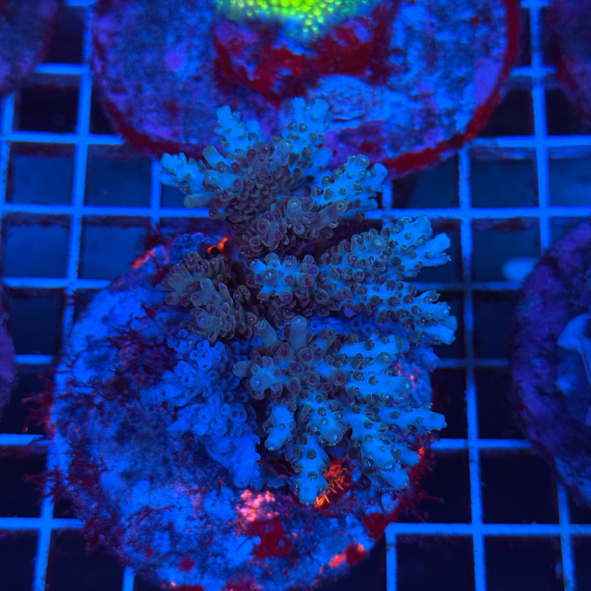 Acro Colony T3B7 colony