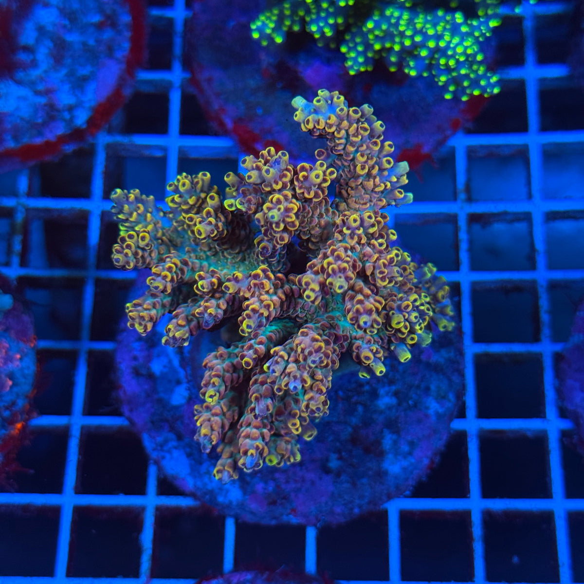 Acro Colony T3B8 colony