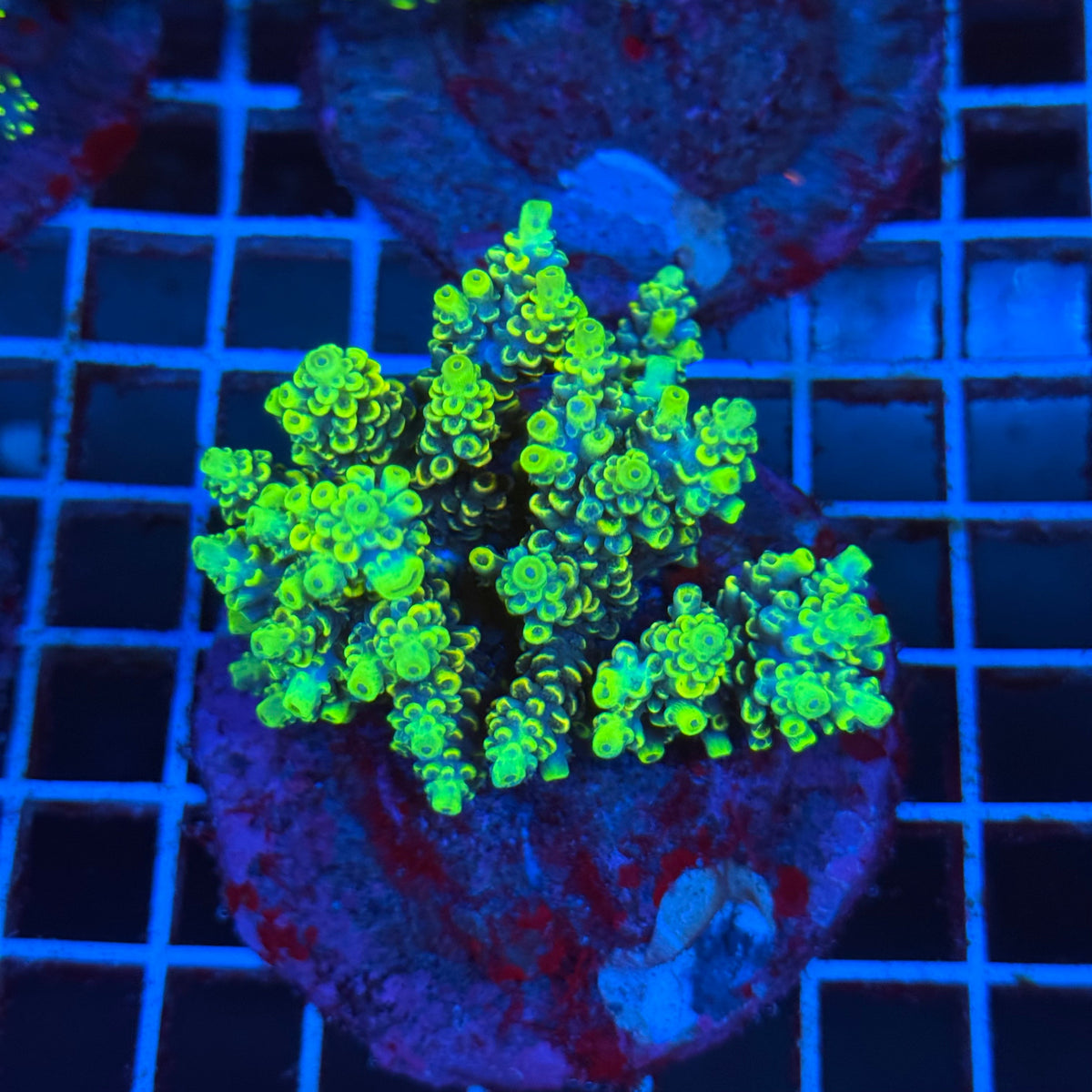 Acro Colony T3B9 colony