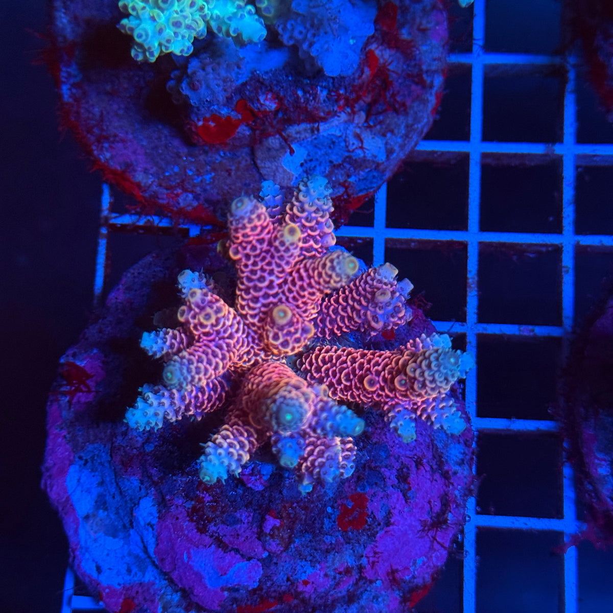 Acro Colony T3C1 colony