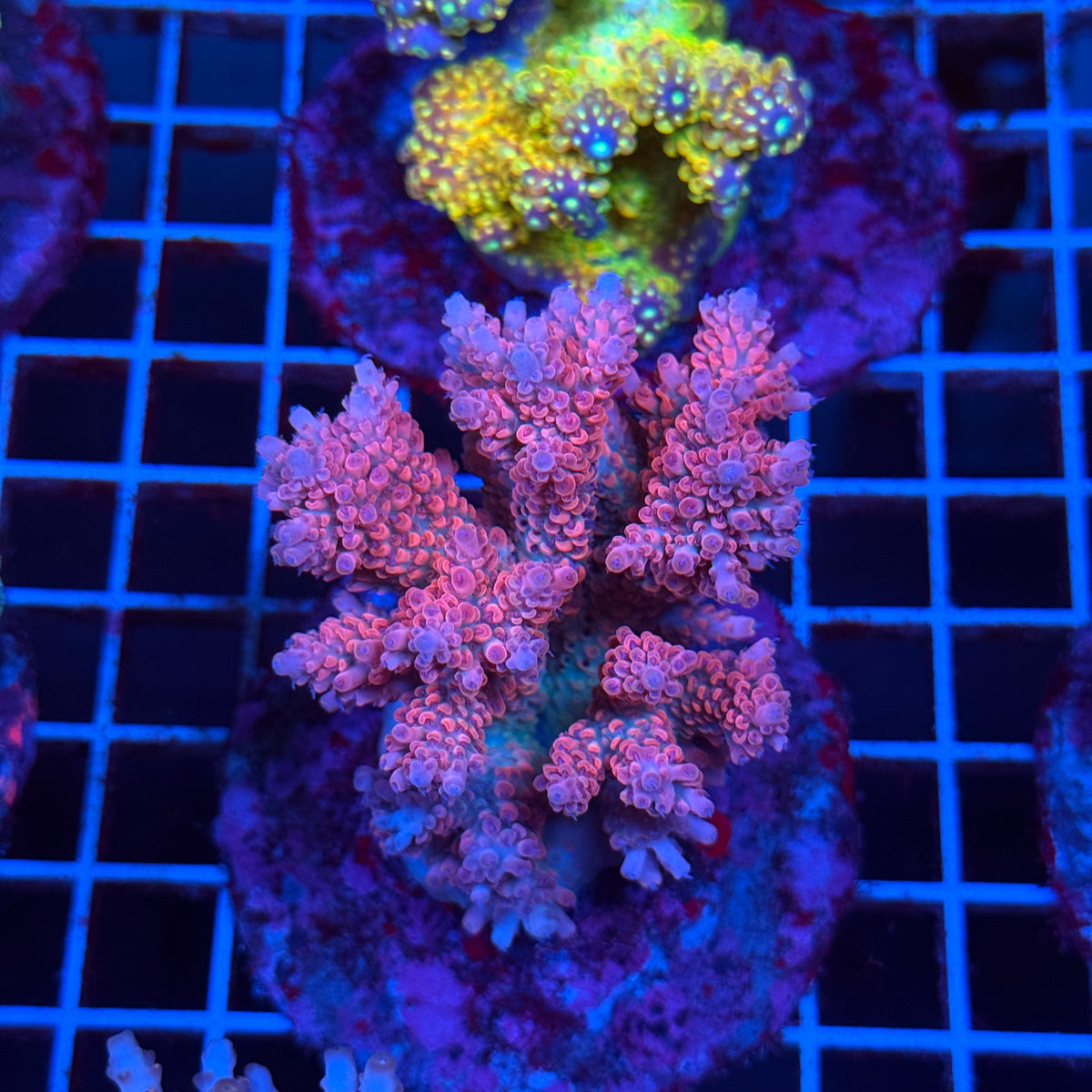 Acro Colony T3C10 colony
