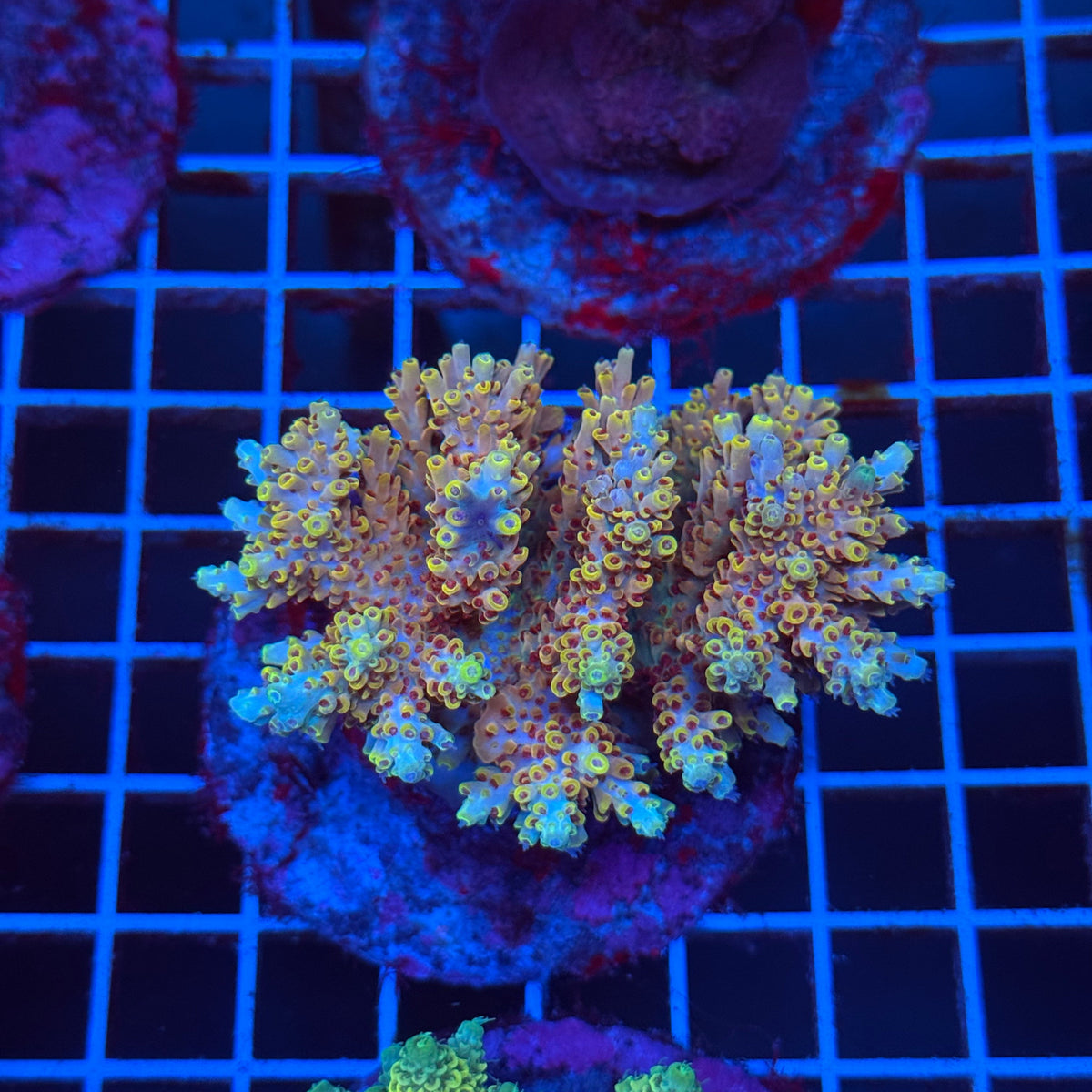 Acro Colony T3C11 colony