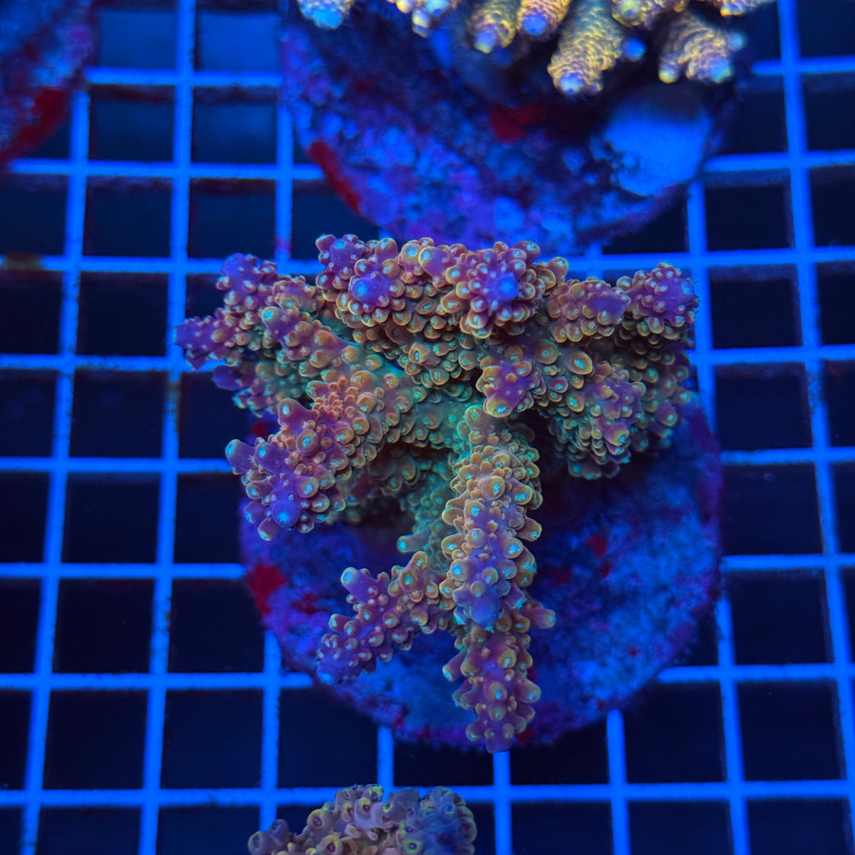 Acro Colony T3C12 colony