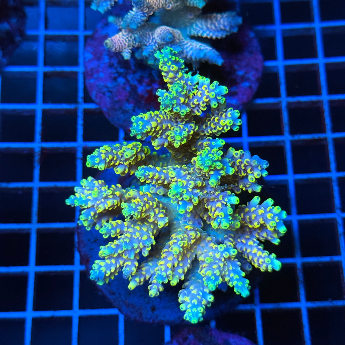 Acro Colony T3C13 colony