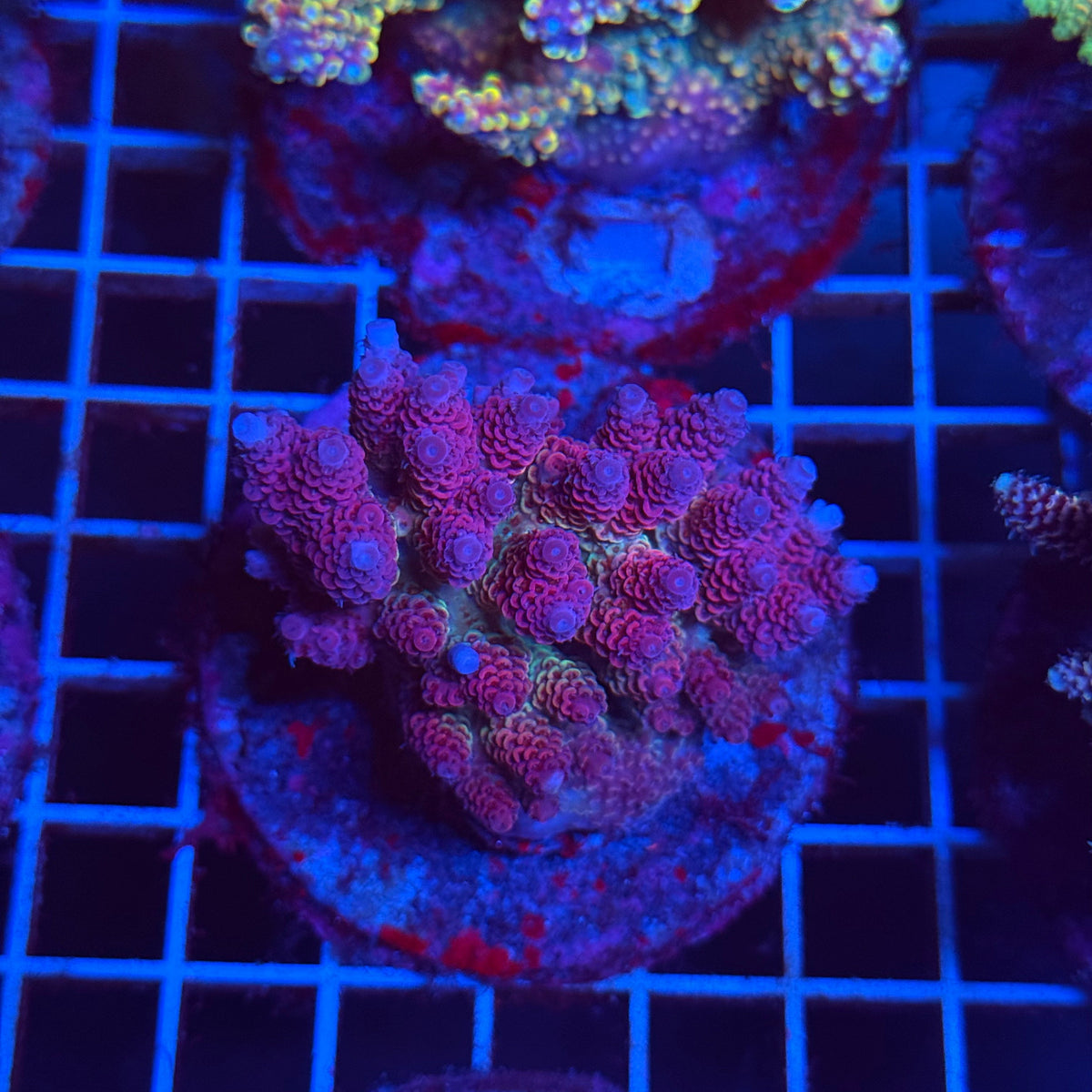 Acro Colony T3C2 colony