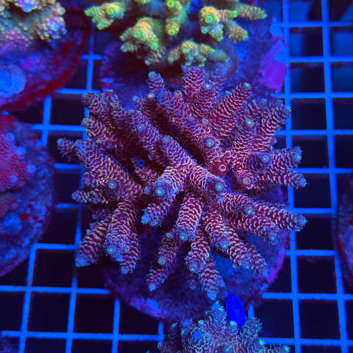 Acro Colony T3C3 colony