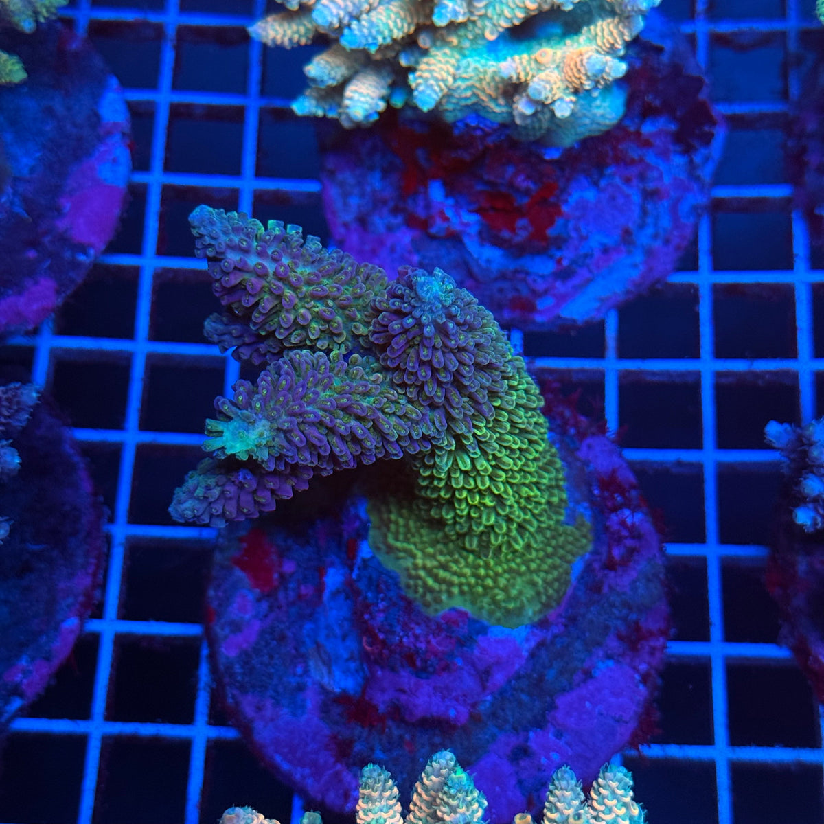 Acro Colony T3C4 colony