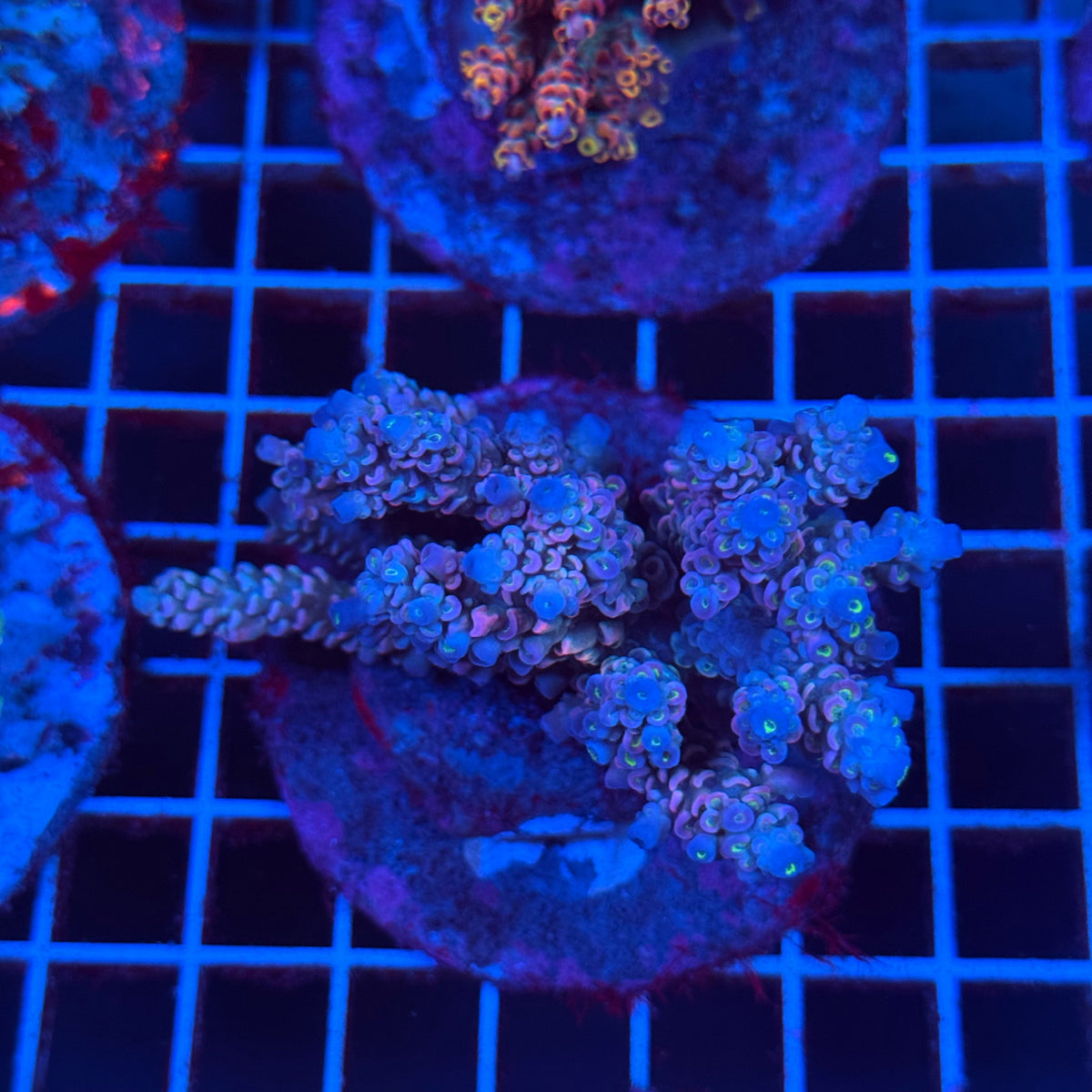 Acro Colony T3C8 colony