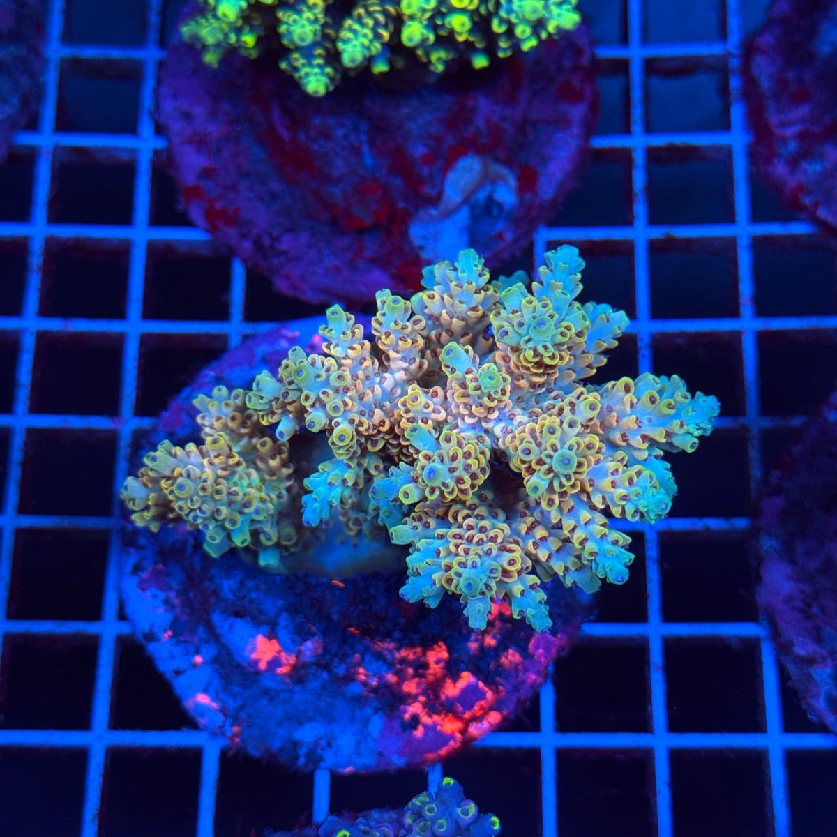 Acro Colony T3C9 colony