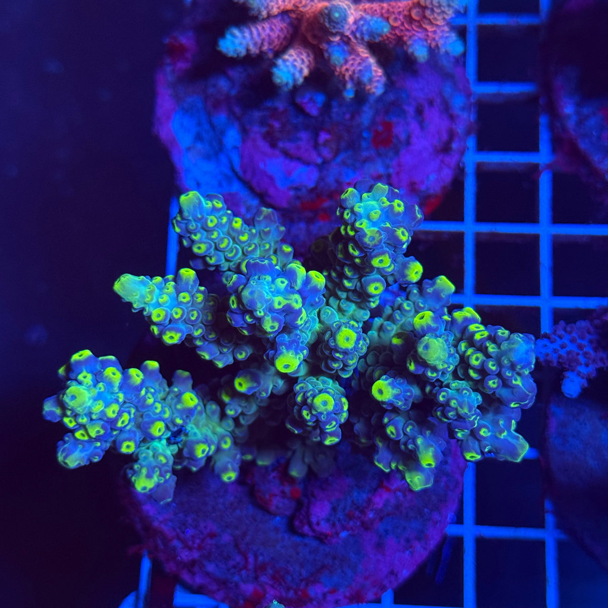 Acro Colony T3D1 colony