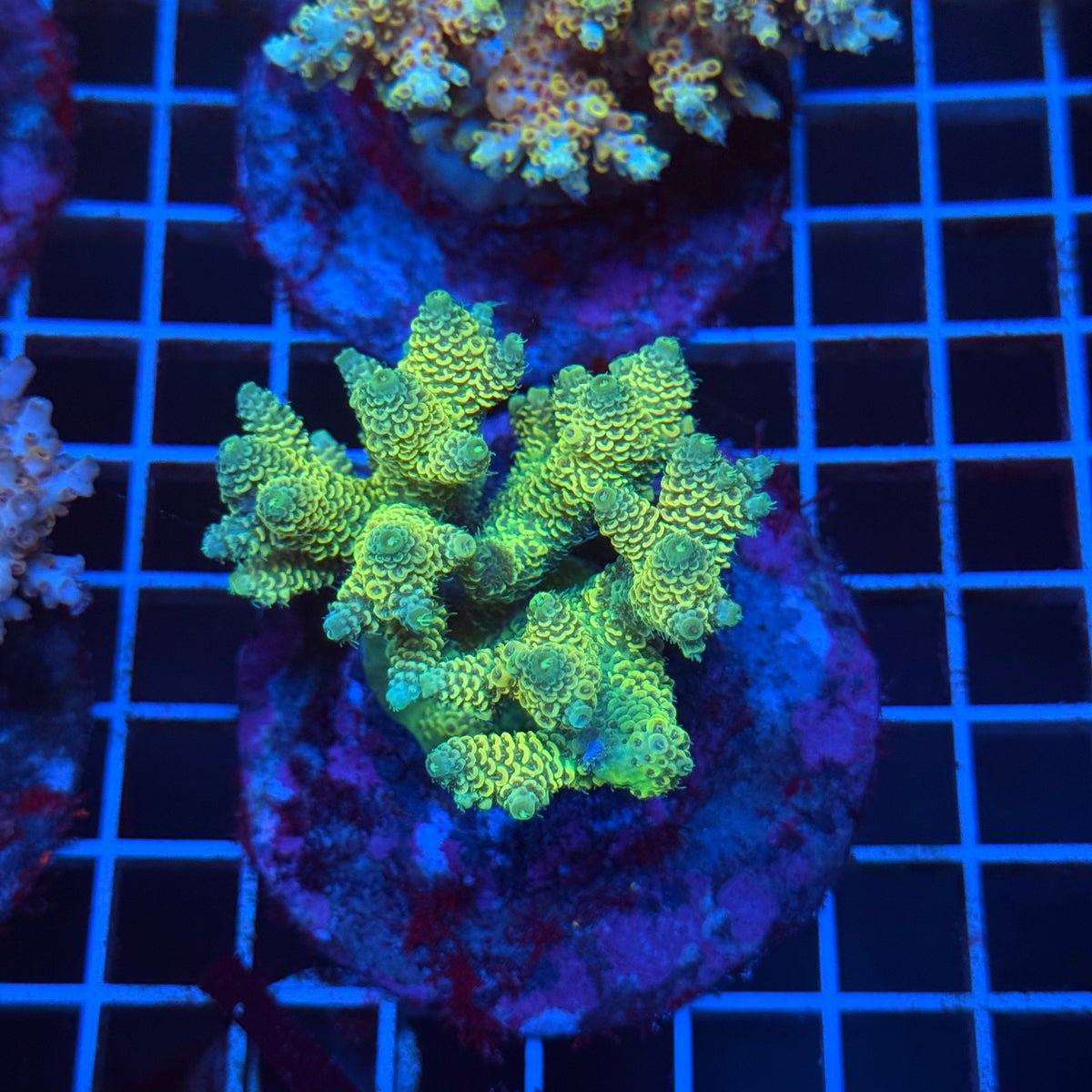 Acro Colony T3D11 colony