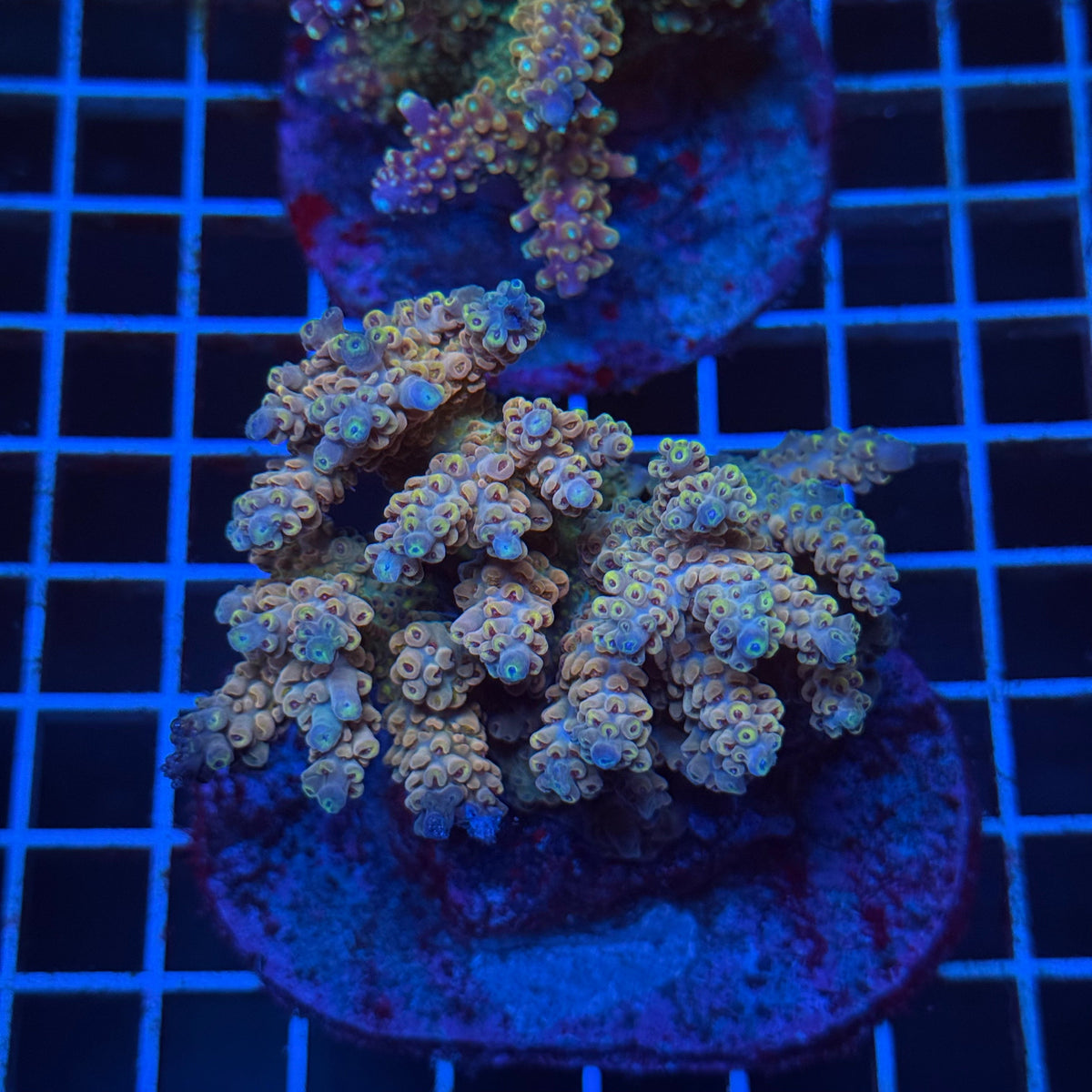 Acro Colony T3D12 colony