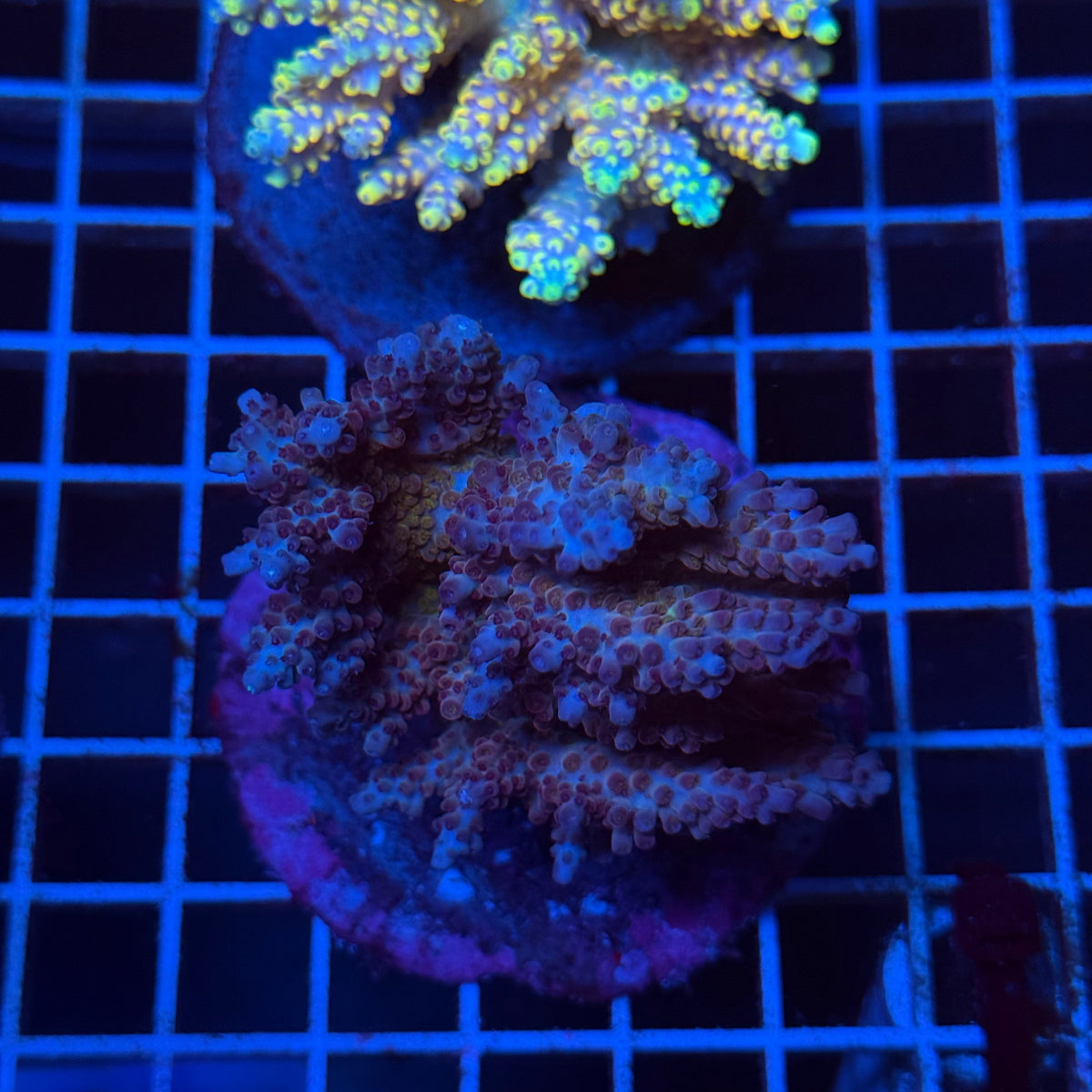 Acro Colony T3D13 colony
